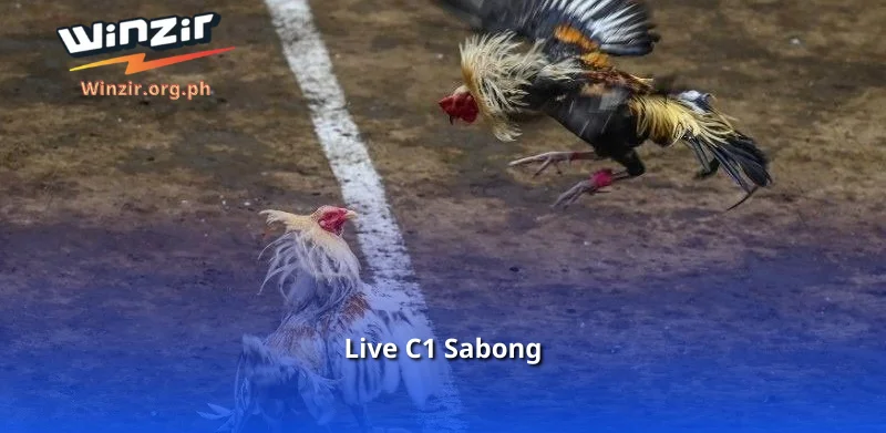 Live C1 Sabong