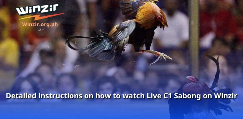 Detailed instructions on how to watch Live C1 Sabong on Winzir