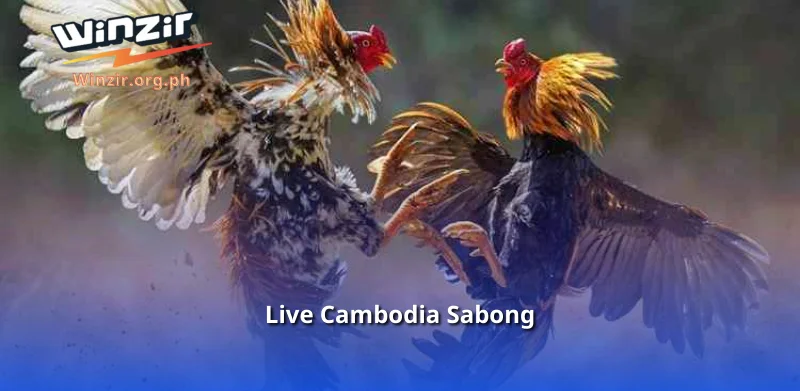 Live Cambodia Sabong