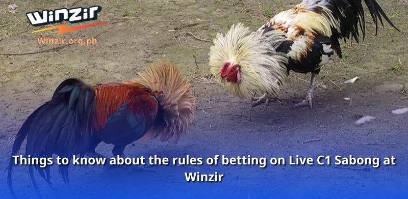 Things to know about the rules of betting on Live C1 Sabong at Winzir